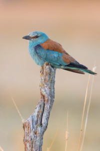 European Roller (Coracias garrulus), adult female perched on a dead trunk, Campania, Italy European Roller (Coracias garrulus), adult female perched on a dead trunk, Campania, Italy