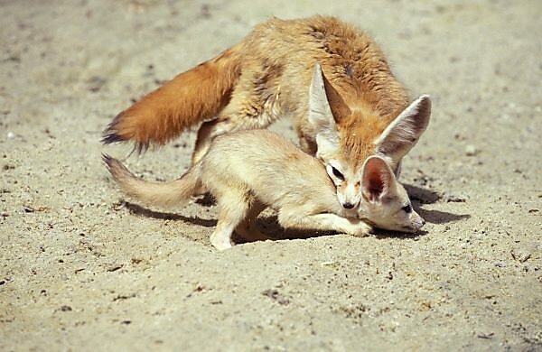 Bildagentur Mauritius Images Feral Domestic Rabbit Oryctolagus Cuniculus Napping On Back This Behaviour Only Occurs When A Rabbit Feels Absolutely Safe Okunojima Island Also Known As Rabbit Island Hiroshima Japan