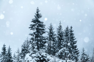 tannen, schneefall, winterlandschaft, rocca pietore, agordino, dolomiten, belluno, venetien, italien tannen, schneefall, winterlandschaft, rocca pietore, agordino, dolomiten, belluno, venetien, italien