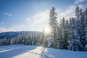 coniferous forest, sunlight filters through the snow-covered trees, Livinallongo del Col di Lana, Belluno, Veneto, Italy coniferous forest, sunlight filters through the snow-covered trees, Livinallongo del Col di Lana, Belluno, Veneto, Italy