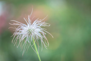 Fruiting plant of Pulsatilla alpina, Dolomites, Italy