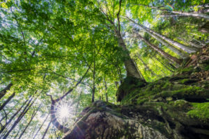 beech forest in the Belluno Dolomites National Park, province of Belluno, Veneto, Italy