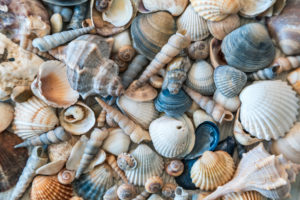 Seashells Collection, souvenirs from summer holidays