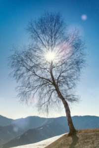 lonely birch rises towards the blue sky, venetian prealps, lentiai, belluno, veneto, italy lonely birch rises towards the blue sky, venetian prealps, lentiai, belluno, veneto, italy