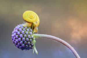 yellow snail over a purple flower, close up, dolomites, italy yellow snail over a purple flower, close up, dolomites, italy