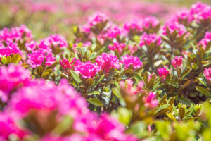rhododendron blooming close up, val comelico, belluno, veneto, italy, rhododendron blooming close up, val comelico, belluno, veneto, italy,
