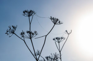 stems of dry umbrella plants on a wet autumn morning with hoarfrost, cansiglio, belluno, veneto, italy stems of dry umbrella plants on a wet autumn morning with hoarfrost, cansiglio, belluno, veneto, italy