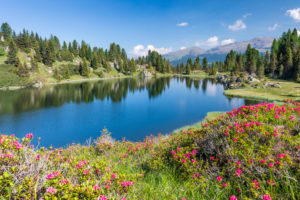 Europe, Italy, Trentino, Trento, Lagorai chain, the Colbricon lakes in summer with rhododendron flowering and mountain reflected on the water Europe, Italy, Trentino, Trento, Lagorai chain, the Colbricon lakes in summer with rhododendron flowering and mountain reflected on the water