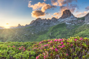 Mount Averau and the ridge of Croda Negra with the summer flowering of rhododendrons in foreground, Passo Giau, Dolomites, Colle Santa Lucia, Belluno, Veneto, Italy Mount Averau and the ridge of Croda Negra with the summer flowering of rhododendrons in foreground, Passo Giau, Dolomites, Colle Santa Lucia, Belluno, Veneto, Italy