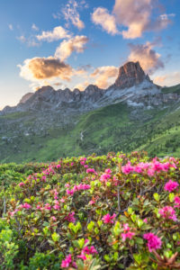 Mount Averau and the ridge of Croda Negra with the summer flowering of rhododendrons in foreground, Passo Giau, Dolomites, Colle Santa Lucia, Belluno, Veneto, Italy Mount Averau and the ridge of Croda Negra with the summer flowering of rhododendrons in foreground, Passo Giau, Dolomites, Colle Santa Lucia, Belluno, Veneto, Italy