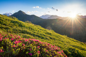 flowery hills near the Giau pass at sunset, Dolomites, Colle Santa Lucia, Belluno, Veneto, Italy flowery hills near the Giau pass at sunset, Dolomites, Colle Santa Lucia, Belluno, Veneto, Italy