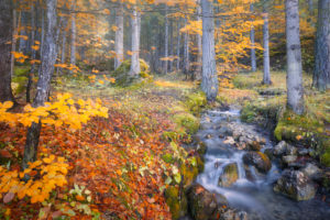 alpine stream in the woods, water flowing in the undergrowth with autumn colored trees, passo duran, dolomites, belluno, veneto, italy alpine stream in the woods, water flowing in the undergrowth with autumn colored trees, passo duran, dolomites, belluno, veneto, italy