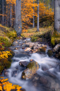 alpine stream in the woods, water flowing in the undergrowth with autumn colored trees, passo duran, dolomites, belluno, veneto, italy alpine stream in the woods, water flowing in the undergrowth with autumn colored trees, passo duran, dolomites, belluno, veneto, italy