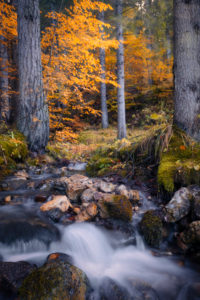 alpine stream in the woods, water flowing in the undergrowth with autumn colored trees, passo duran, dolomites, belluno, veneto, italy alpine stream in the woods, water flowing in the undergrowth with autumn colored trees, passo duran, dolomites, belluno, veneto, italy