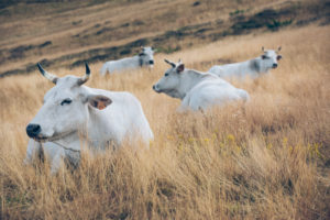 Chianina breed cows on the pastures of Croce di Pratomagno, municipality of Loro Ciuffena, Arezzo, Tuscany, Italy Chianina breed cows on the pastures of Croce di Pratomagno, municipality of Loro Ciuffena, Arezzo, Tuscany, Italy