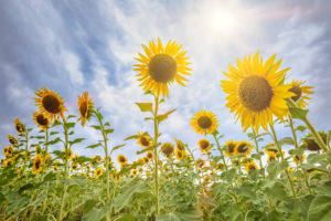 field of sunflowers in the Valdarno, province of Arezzo, Tuscany, Italy field of sunflowers in the Valdarno, province of Arezzo, Tuscany, Italy