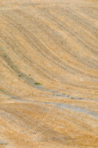 summer scenery with the rolling hills of Castiglione d'Orcia, province of Siena, Tuscany, Italy summer scenery with the rolling hills of Castiglione d'Orcia, province of Siena, Tuscany, Italy