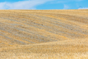 summer scenery with the rolling hills of Castiglione d'Orcia, province of Siena, Tuscany, Italy summer scenery with the rolling hills of Castiglione d'Orcia, province of Siena, Tuscany, Italy