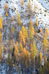 Larch forest in autumn, Corpassa valley, Civetta group, Agordino, Dolomites, Belluno, Veneto, Italy, Europe Larch forest in autumn, Corpassa valley, Civetta group, Agordino, Dolomites, Belluno, Veneto, Italy, Europe