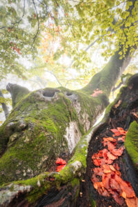 secular trees, secular beech trees in the valley of san lucano in autumnal dress, san lucano valley, dolomites, taibon agordino, belluno, veneto, italy secular trees, secular beech trees in the valley of san lucano in autumnal dress, san lucano valley, dolomites, taibon agordino, belluno, veneto, italy