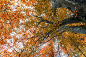 secular trees, secular beech trees in the valley of san lucano in autumnal dress, san lucano valley, dolomites, taibon agordino, belluno, veneto, italy secular trees, secular beech trees in the valley of san lucano in autumnal dress, san lucano valley, dolomites, taibon agordino, belluno, veneto, italy