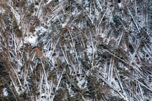 Crashed trees and cleared forests after the passage of the Vaia storm over the Dolomites, autumn 2018, Livinallongo del Col di Lana, Belluno, Veneto, Italy. Europe Crashed trees and cleared forests after the passage of the Vaia storm over the Dolomites, autumn 2018, Livinallongo del Col di Lana, Belluno, Veneto, Italy. Europe