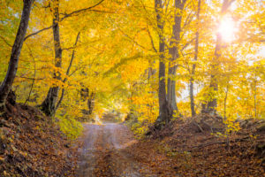 mule track in the woods with the colors of autumn, yellow foliage, Mel, municipality of Borgo Valbelluna, Belluno, Veneto, Italy mule track in the woods with the colors of autumn, yellow foliage, Mel, municipality of Borgo Valbelluna, Belluno, Veneto, Italy