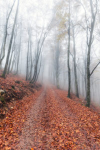 deciduous tree forest in late autumn with fog, Prealps, Mel, municipality of Borgo Valbelluna, Belluno, Veneto, Italy deciduous tree forest in late autumn with fog, Prealps, Mel, municipality of Borgo Valbelluna, Belluno, Veneto, Italy