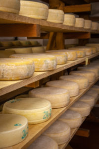 Italy, Veneto, Belluno, Seren del Grappa, typical cheeses (Morlacco and Bastardo del Grappa) in the cellar for aging Italy, Veneto, Belluno, Seren del Grappa, typical cheeses (Morlacco and Bastardo del Grappa) in the cellar for aging