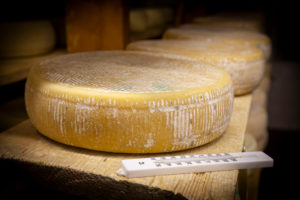 Italy, Veneto, Belluno, Seren del Grappa, typical cheeses (Morlacco and Bastardo del Grappa) in the cellar for aging Italy, Veneto, Belluno, Seren del Grappa, typical cheeses (Morlacco and Bastardo del Grappa) in the cellar for aging