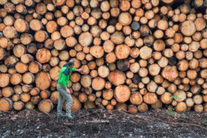 Italy, Veneto, Belluno, Agordino, one man (45 to 50 years) in the woods near a pile of logs, rough timber Italy, Veneto, Belluno, Agordino, one man (45 to 50 years) in the woods near a pile of logs, rough timber