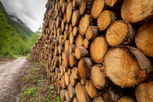 Italy, Veneto, Belluno, Agordino, pile of lumber in the woods, rough lumber Italy, Veneto, Belluno, Agordino, pile of lumber in the woods, rough lumber
