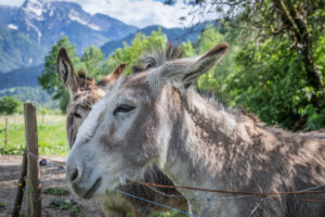 Italy, Veneto, Belluno, Agordino, couple of donkeys outdoors Italy, Veneto, Belluno, Agordino, couple of donkeys outdoors