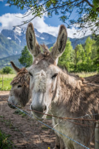 Italy, Veneto, Belluno, Agordino, couple of donkeys outdoors Italy, Veneto, Belluno, Agordino, couple of donkeys outdoors