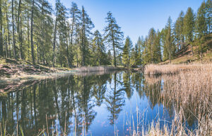 Alpine lake reflecting pine trees and blue sky in Monte Corno / Trudner Horn Nature Park, Anterivo, autonomous province of Bolzano, South Tyrol, Italy