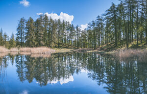 Alpine lake reflecting pine trees and blue sky in Monte Corno / Trudner Horn Nature Park, Anterivo, autonomous province of Bolzano, South Tyrol, Italy
