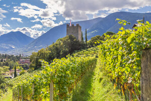 Distant view of the Pulverturm (Powder Tower) emerging among the vineyards above the city of Merano, along the Tappeiner Promenade. Merano, Province of Bolzano, South Tyrol, Trentino-Alto Adige, northern Italy