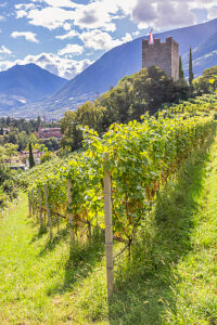 Distant view of the Pulverturm (Powder Tower) emerging among the vineyards above the city of Merano, along the Tappeiner Promenade. Merano, Province of Bolzano, South Tyrol, Trentino-Alto Adige, northern Italy