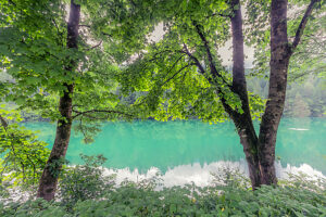 View of Centro Cadore Lake through lush spring foliage along the forested shoreline. Located in Domegge di Cadore, Belluno province, Veneto region, northern Italy