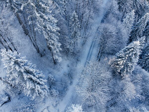 Aerial view of a snow-covered forest in Agordino, Dolomites, with snowy trees and a straight road under diffuse bluish winter light, province of Belluno, Veneto, Italy