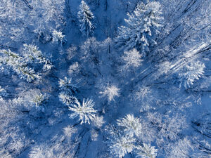 Aerial drone view of snow-covered trees in a forest in Agordino, Dolomites, under soft bluish winter light, province of Belluno, Veneto, Italy