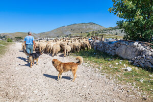 A flock of sheep along the road to Lukomir, Bjelasnica plateau, Lonjic, Herzegovina-Neretva Canton, Bosnia and Herzegovina A flock of sheep along the road to Lukomir, Bjelasnica plateau, Lonjic, Herzegovina-Neretva Canton, Bosnia and Herzegovina