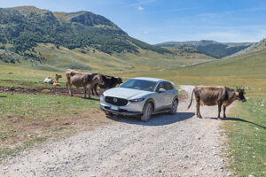 A crossover vehicle drives past a group of free-roaming cows on a dirt road across the Bjelasnica plateau near Lukomir village, Municipality of Konjic, Herzegovina-Neretva Canton, Bosnia and Herzegovina A crossover vehicle drives past a group of free-roaming cows on a dirt road across the Bjelasnica plateau near Lukomir village, Municipality of Konjic, Herzegovina-Neretva Canton, Bosnia and Herzegovina