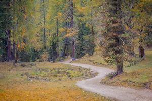 Curved forest road surrounded by larch and pine trees displaying autumn colors in the Dolomites near Auronzo di Cadore. Belluno province, Veneto region, Italy Curved forest road surrounded by larch and pine trees displaying autumn colors in the Dolomites near Auronzo di Cadore. Belluno province, Veneto region, Italy