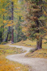 Curved forest road surrounded by larch and pine trees displaying autumn colors in the Dolomites near Auronzo di Cadore. Belluno province, Veneto region, Italy Curved forest road surrounded by larch and pine trees displaying autumn colors in the Dolomites near Auronzo di Cadore. Belluno province, Veneto region, Italy