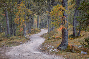 Curved forest road surrounded by larch and pine trees displaying autumn colors in the Dolomites near Auronzo di Cadore. Belluno province, Veneto region, Italy Curved forest road surrounded by larch and pine trees displaying autumn colors in the Dolomites near Auronzo di Cadore. Belluno province, Veneto region, Italy