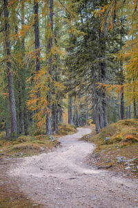 Curved forest road surrounded by larch and pine trees displaying autumn colors in the Dolomites near Auronzo di Cadore. Belluno province, Veneto region, Italy Curved forest road surrounded by larch and pine trees displaying autumn colors in the Dolomites near Auronzo di Cadore. Belluno province, Veneto region, Italy
