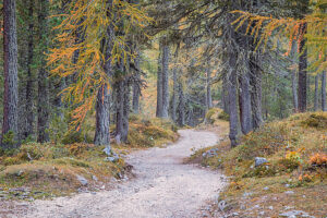 Curved forest road surrounded by larch and pine trees displaying autumn colors in the Dolomites near Auronzo di Cadore. Belluno province, Veneto region, Italy Curved forest road surrounded by larch and pine trees displaying autumn colors in the Dolomites near Auronzo di Cadore. Belluno province, Veneto region, Italy