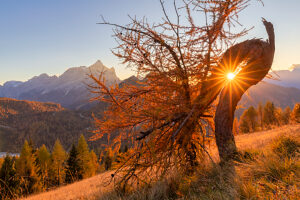 Bent larch glowing at sunset with Monte Civetta in the distance, a visual metaphor of resilience and survival in the high Alpine environment. Val Fiorentina, Borca di Cadore, Belluno province, Veneto, Italy Bent larch glowing at sunset with Monte Civetta in the distance, a visual metaphor of resilience and survival in the high Alpine environment. Val Fiorentina, Borca di Cadore, Belluno province, Veneto, Italy