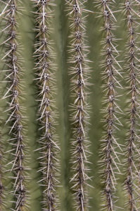 Bildagentur | mauritius images | Kaktus im Saguaro-Nationalpark, Arizona,  USA